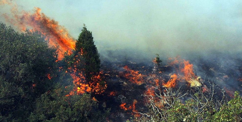 آتش زدن مساحتی وسیع از جنگل‌های پیرانشهر